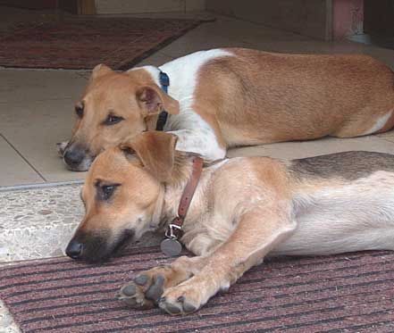 Jack-Russell-Terrier Hunde Foto 33307 Jack-Russell-Terrier Bekomm ich auch noch ne Wurst ?
