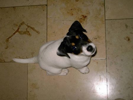 Jack-Russell-Terrier Hunde Foto 27111 in höherer Auflösung ansehen Jack-Russell-Terrier Terroristenyoshi