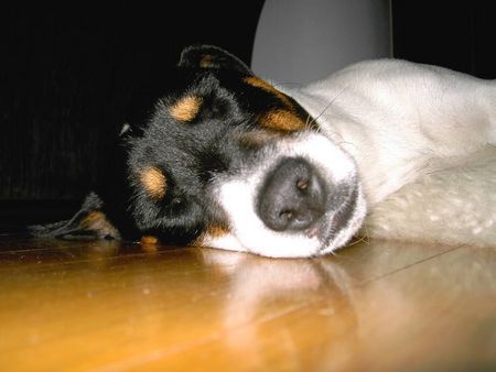 Jack-Russell-Terrier Hunde Foto 27102 in höherer Auflösung ansehen Jack-Russell-Terrier Yoshi