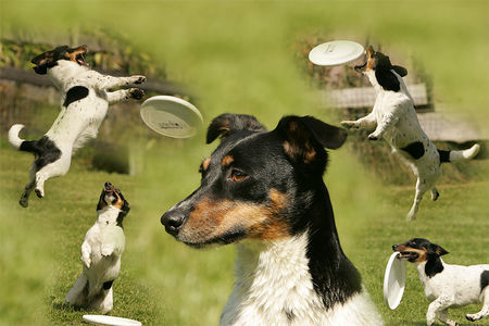 Jack-Russell-Terrier Hunde Foto 40349 in höherer Auflösung ansehen Jack-Russell-Terrier Jack Russel Terrier Bijou, Besitzer Nicole Hofmann, Hundeschule Dog Dream Arnsberg