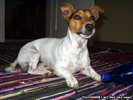 Jack-Russell-Terrier Hunde Foto 15608 in höherer Auflösung ansehen Jack-Russell-Terrier Durst gelöscht???