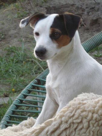 Jack-Russell-Terrier Hunde Foto 37875 in höherer Auflösung ansehen Jack-Russell-Terrier Alexis 11 monate