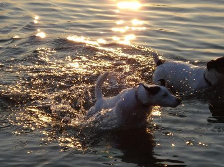 Jack-Russell-Terrier Hunde Foto 37496 in höherer Auflösung ansehen Jack-Russell-Terrier JUHU endlich wieder Baden