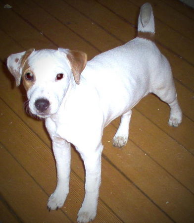 Jack-Russell-Terrier Hunde Foto 27259 in höherer Auflösung ansehen Jack-Russell-Terrier sweet little Aliesha