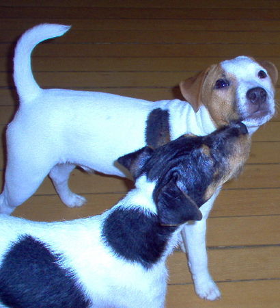 Jack-Russell-Terrier Hunde Foto 28752 in höherer Auflösung ansehen Jack-Russell-Terrier Noble Knights Alistair und Ban Blair