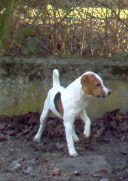 Jack-Russell-Terrier Hunde Foto 28753 in höherer Auflösung ansehen Jack-Russell-Terrier Noble Knights Akistair