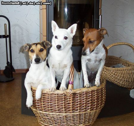 Jack-Russell-Terrier Hunde Foto 6504 Jack-Russell-Terrier Geschenkkorb