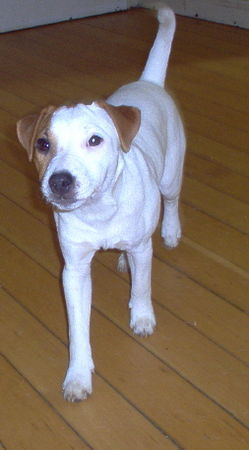 Jack-Russell-Terrier Hunde Foto 28754 in höherer Auflösung ansehen Jack-Russell-Terrier Noble Knights Alistair