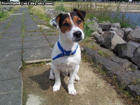 Jack-Russell-Terrier Hunde Foto 23996 Jack-Russell-Terrier Filou am rhein