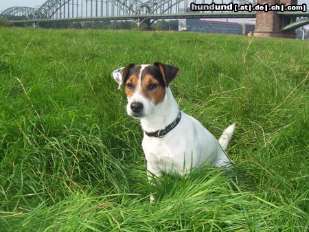 Jack-Russell-Terrier Hunde Foto 24879 Jack-Russell-Terrier Fiolu