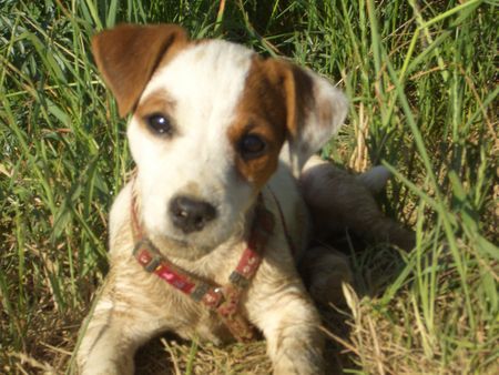 Jack-Russell-Terrier Hunde Foto 42107 Jack-Russell-Terrier Unsere 13Wochen alte Jack Russel Hündin Emmi!!!...ihr erster Tag am See!