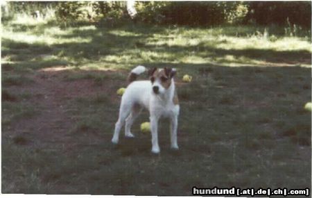 Jack-Russell-Terrier Hunde Foto 17443 in höherer Auflösung ansehen Jack-Russell-Terrier Billbridge Amber Engl. imp Hündin