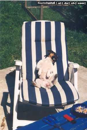 Jack-Russell-Terrier