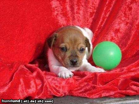 Jack-Russell-Terrier Hunde Foto 6255 Jack-Russell-Terrier