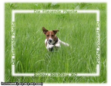Jack-Russell-Terrier Hunde Foto 13203 Jack-Russell-Terrier meine kleine Phoebe (Fibi)