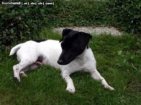 Jack-Russell-Terrier Hunde Foto 15788 in höherer Auflösung ansehen Jack-Russell-Terrier Mein HUnd Buddy