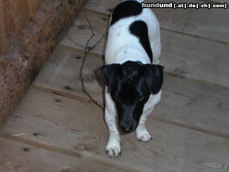 Jack-Russell-Terrier Hunde Foto 15789 in höherer Auflösung ansehen Jack-Russell-Terrier Mein HUnd Buddy
