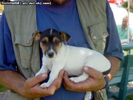 Jack-Russell-Terrier Racker BALU 8 Wochen