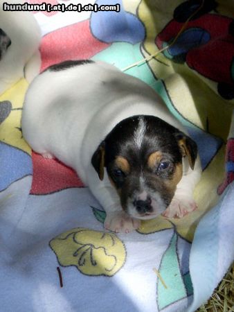 Jack-Russell-Terrier Balu mit 22 Tagen