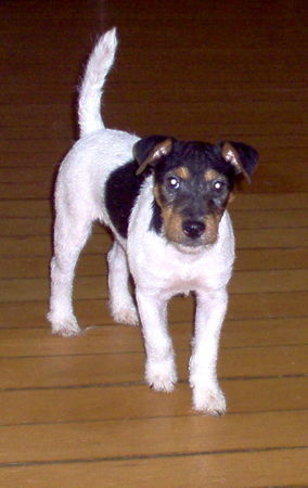 Jack-Russell-Terrier Hunde Foto 28027 in höherer Auflösung ansehen Jack-Russell-Terrier NK Ban Blair klein aber fein