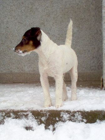 Jack-Russell-Terrier Hunde Foto 28749 in höherer Auflösung ansehen Jack-Russell-Terrier Noble Knights Ban Blair