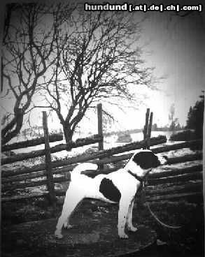 Jack-Russell-Terrier Hunde Foto 17441 in höherer Auflösung ansehen Jack-Russell-Terrier Noble Knight's Battle Axe