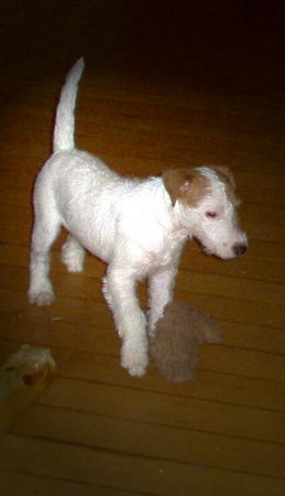 Jack-Russell-Terrier Hunde Foto 27258 in höherer Auflösung ansehen Jack-Russell-Terrier my little beloved Noble Knights Baxter