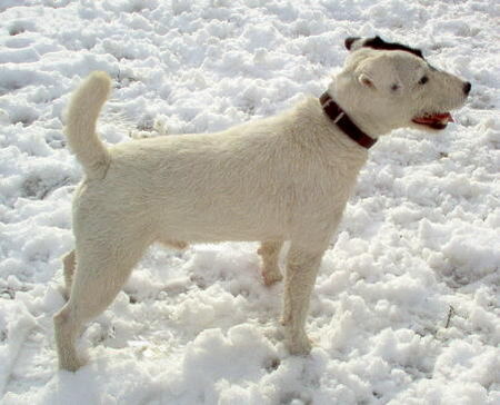 Jack-Russell-Terrier Hunde Foto 28025 in höherer Auflösung ansehen Jack-Russell-Terrier Noble Knights Bellamy 31.12.2005