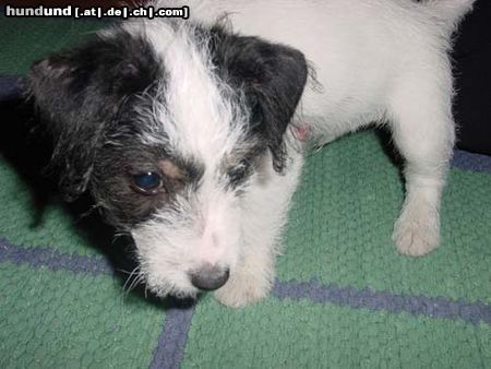 Jack-Russell-Terrier Hunde Foto 3180 Jack-Russell-Terrier