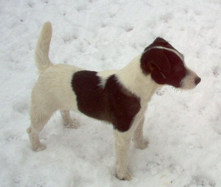 Jack-Russell-Terrier Hunde Foto 28755 in höherer Auflösung ansehen Jack-Russell-Terrier Noble Knights Bismarck