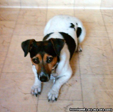 Jack-Russell-Terrier Hunde Foto 12578 in höherer Auflösung ansehen Jack-Russell-Terrier biene das beste was uns je passiert ist !!!!
