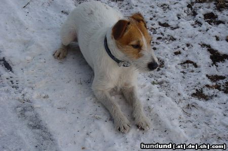 Jack-Russell-Terrier Hunde Foto 11338 Jack-Russell-Terrier ganz schön kalt ......