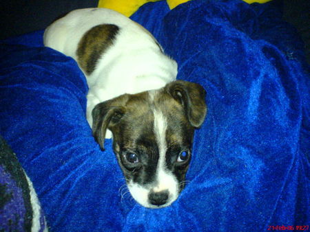 Jack-Russell-Terrier Hunde Foto 30246 Jack-Russell-Terrier