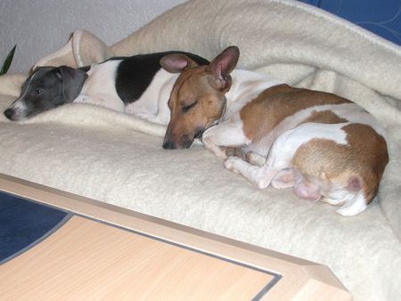 Jack-Russell-Terrier Hunde Foto 32519 Jack-Russell-Terrier Odie & Damon