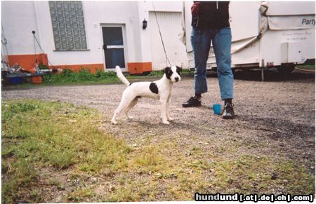Jack-Russell-Terrier Hunde Foto 17444 in höherer Auflösung ansehen Jack-Russell-Terrier Little Trouble's Brad Young Terrier Champ.