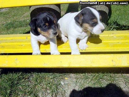 Jack-Russell-Terrier Die Junioren