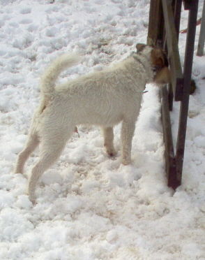 Jack-Russell-Terrier Hunde Foto 28026 in höherer Auflösung ansehen Jack-Russell-Terrier Wo sind die mädels fragt NK Buddy ????
