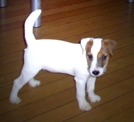 Jack-Russell-Terrier Hunde Foto 28031 in höherer Auflösung ansehen Jack-Russell-Terrier NK Chamberlain klein aber fein