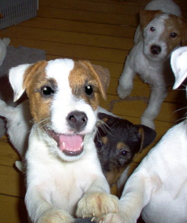 Jack-Russell-Terrier Hunde Foto 27260 in höherer Auflösung ansehen Jack-Russell-Terrier little Chamberlain