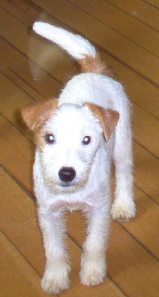 Jack-Russell-Terrier Hunde Foto 28032 in höherer Auflösung ansehen Jack-Russell-Terrier Frauchens schatzi Noble Knights Champagne