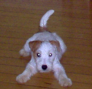 Jack-Russell-Terrier Hunde Foto 28028 in höherer Auflösung ansehen Jack-Russell-Terrier NK Champagne klein aber fein