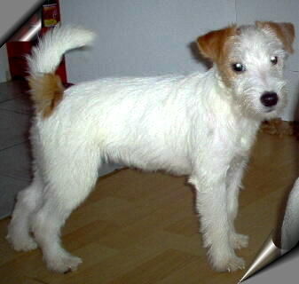 Jack-Russell-Terrier Hunde Foto 28757 in höherer Auflösung ansehen Jack-Russell-Terrier Noble Knights Champagne