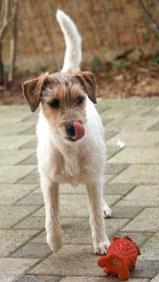 Jack-Russell-Terrier Hunde Foto 151 Jack-Russell-Terrier
