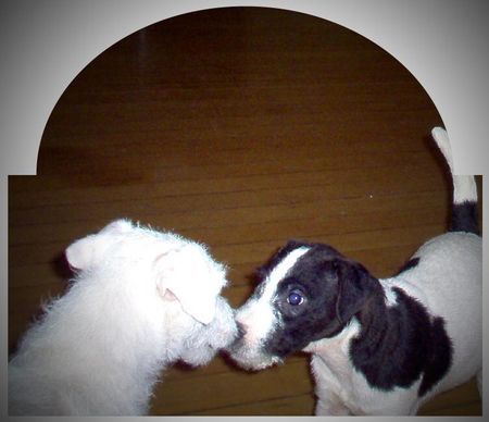 Jack-Russell-Terrier Hunde Foto 28029 in höherer Auflösung ansehen Jack-Russell-Terrier Nk Crissy & NK Chester First Love...