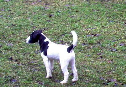 Jack-Russell-Terrier Hunde Foto 28030 in höherer Auflösung ansehen Jack-Russell-Terrier Chester ins garten einige tage vor schnee kam...