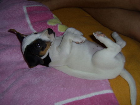 Jack-Russell-Terrier Hunde Foto 33053 Jack-Russell-Terrier Jippi ! Endlich ist sie bei uns :-))) ! Cocki mit 8 Wo.