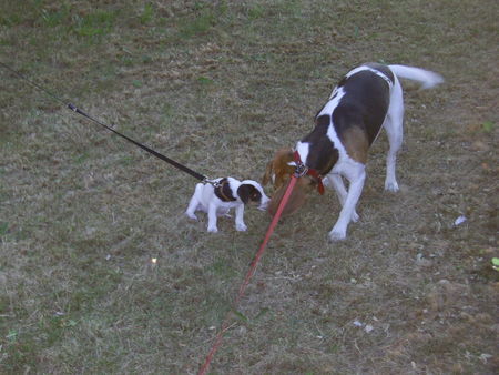 Jack-Russell-Terrier Hunde Foto 33054 Jack-Russell-Terrier Cocki mit dem Nachbars-Beagle ! Erstes Beschnuppern ;-) !