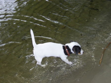 Jack-Russell-Terrier Hunde Foto 33094 Jack-Russell-Terrier Cocki's erster Wasser-Kontakt (mit 9 Wochen) wie mutig ;-) !!!