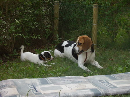 Jack-Russell-Terrier Hunde Foto 33116 Jack-Russell-Terrier Cocki und Gina verstehen sich schon blendent !!!