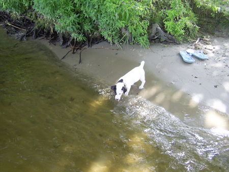 Jack-Russell-Terrier Hunde Foto 33224 Jack-Russell-Terrier Unsere Cocki mit 9 Wo.: